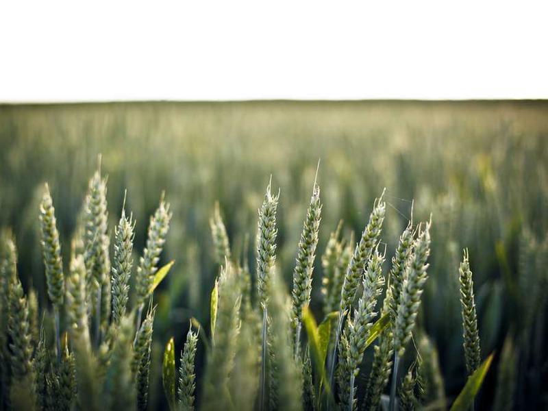 Classic Fudge Brownie