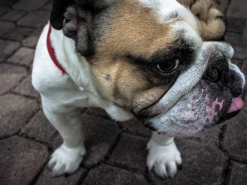 Cookie Dough Brownie