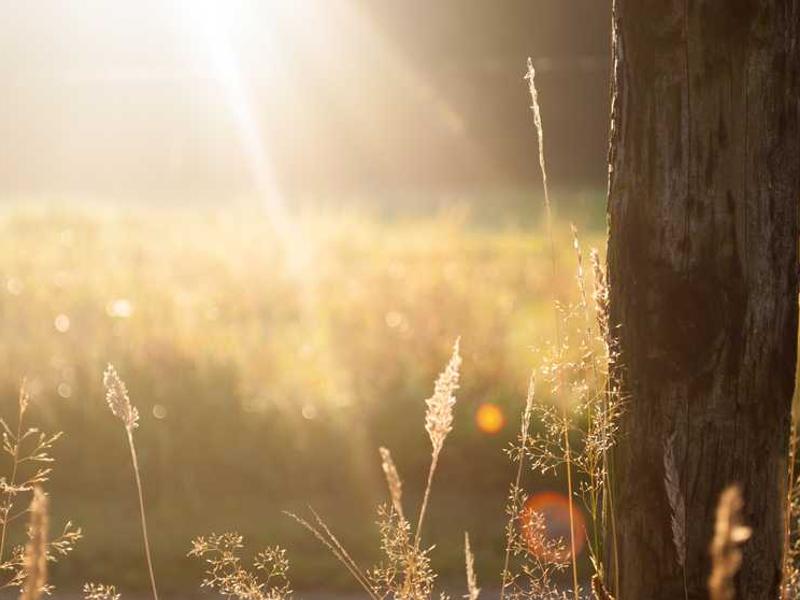 BBQ Chicken Sandwich